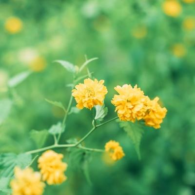 剑雨青云手游(暂未上线)v1.0 安卓版